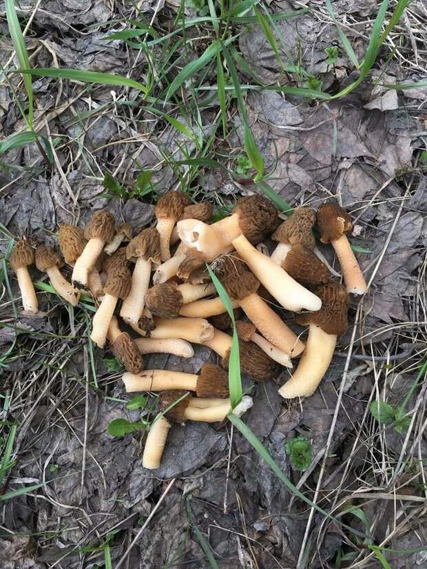 Сморчки - первые весенние грибы. грибы, сморчки, длиннопост