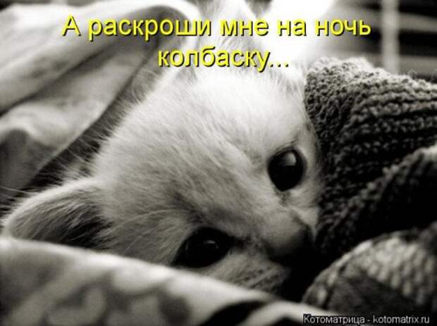 Новые смешные котоматрицы (36 шт)