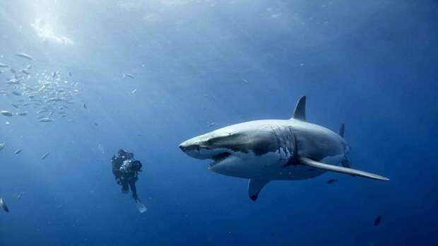 Фотография: Great White Shark and Diver ©Disneynature Discover more at Underwater Art