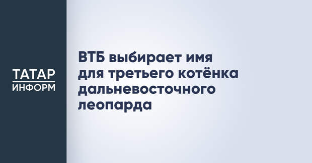 ВТБ выбирает имя для третьего котёнка дальневосточного леопарда