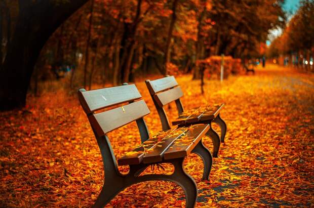 Листья, осень/Фото: pixabay.com
