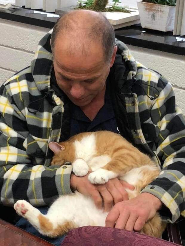 кот на ручках