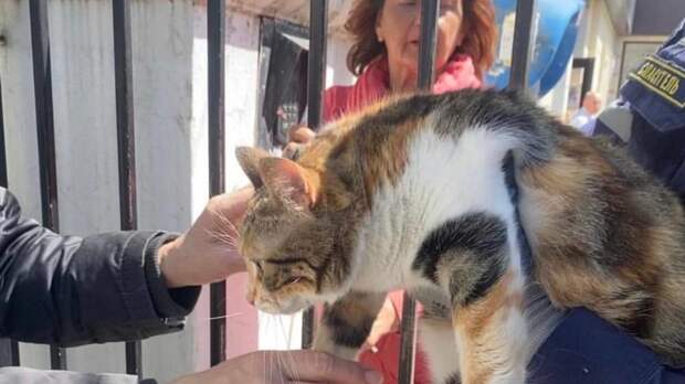Спасательную операцию развернули в Новороссийске, чтобы спасти толстого кота