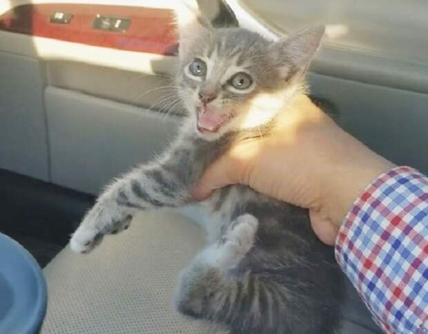 Котенок вырывается