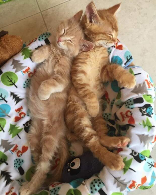Без кота и жизнь не та