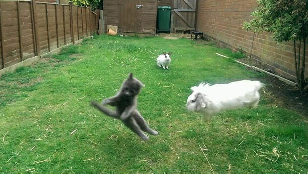 Животные, у которых выдался не самый удачный день