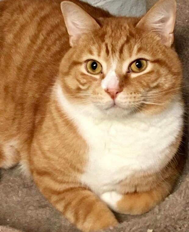 рыжий кот