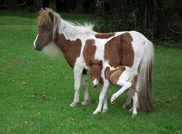семья животных-лошади