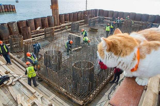 Без участия кота не проходил ни один из этапов строительства моста. Крымский мост, Талисман моста, кот Мостик, крым, россия
