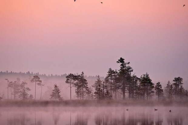 Фотоконкурс National Geographic Россия: Леса Фотоконкурс National Geographic Россия: Леса