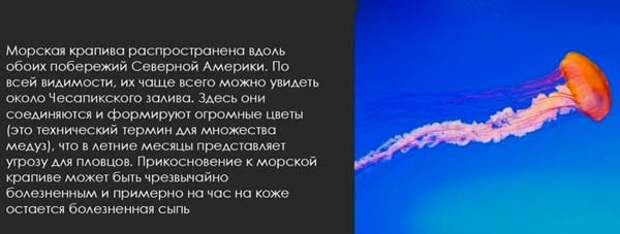 Самая опасная медуза в мире (Топ-5)