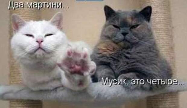 65385902_1287250883_savapmi