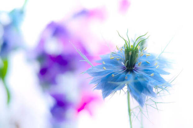 Трогательная хрупкость цветов в фотографиях Ляфуге Логос