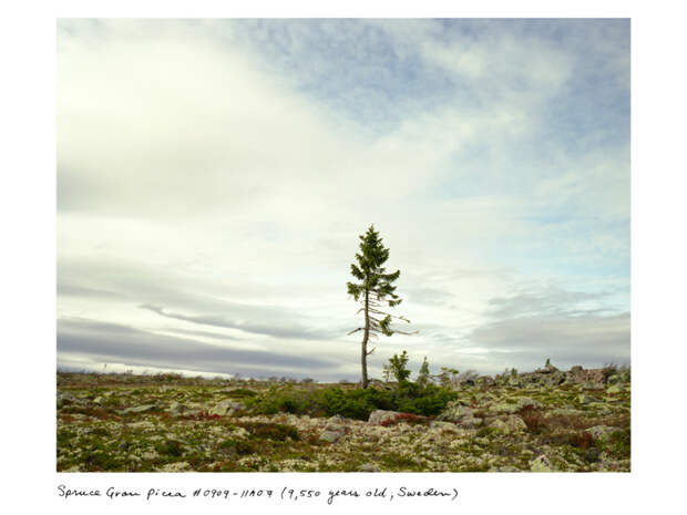 02_Sussman_spruce_0910_11a07_3x4