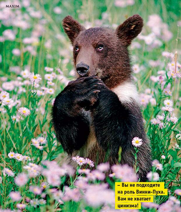 Лики рыл. 10 фотографий, на которых животные строят рожи Лики рыл. 10 фотографий, на которых животные строят рожи