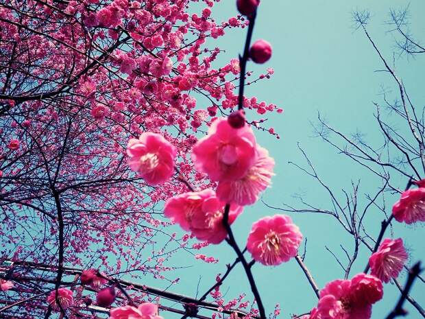 Cherry Blossom