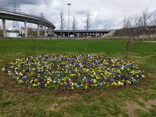 В Ярославском начали высаживать цветы