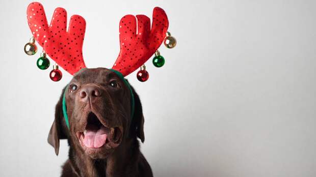 Настоящее испытание: как подготовить питомца к новогодним праздникам
