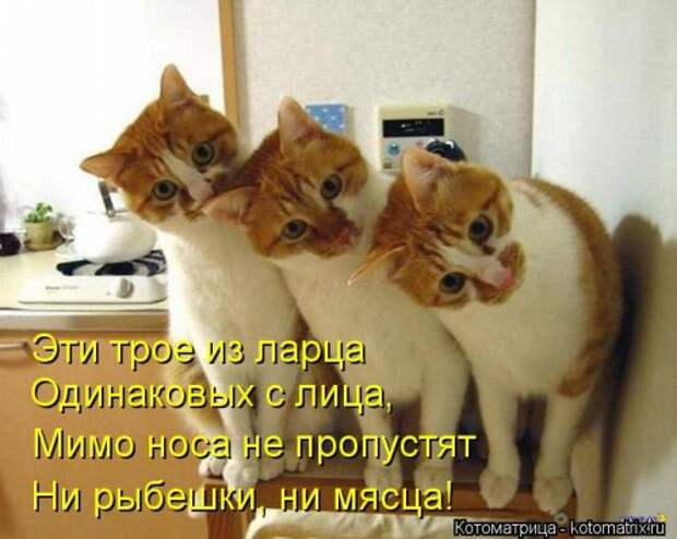 Новые смешные котоматрицы (36 шт)