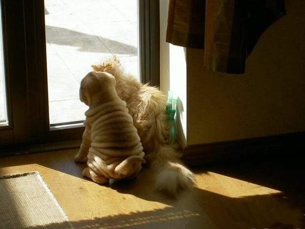 Давайте улыбаться вместе :) (27 улыбок)