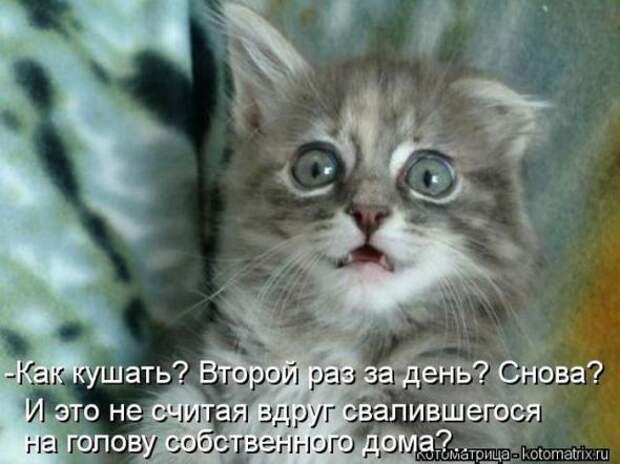 Котоматрицы(картинки с надписями)