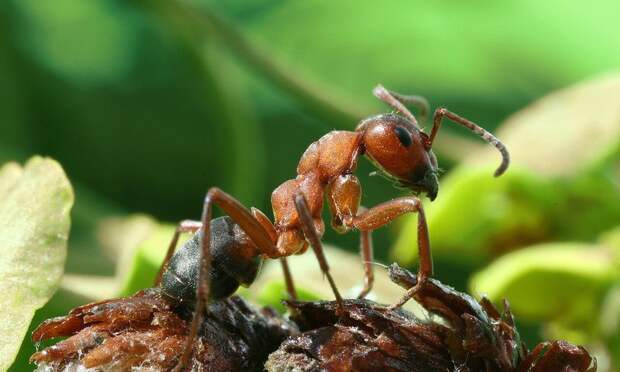 У колонии муравьев есть воспоминания, которых нет у самих муравьев
