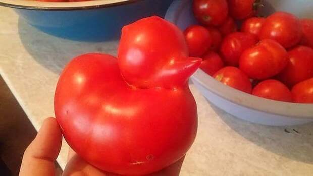 5. Самый милый томат в мире. иллюзия, обман, обман зрения, пара, ракурс решает, фото
