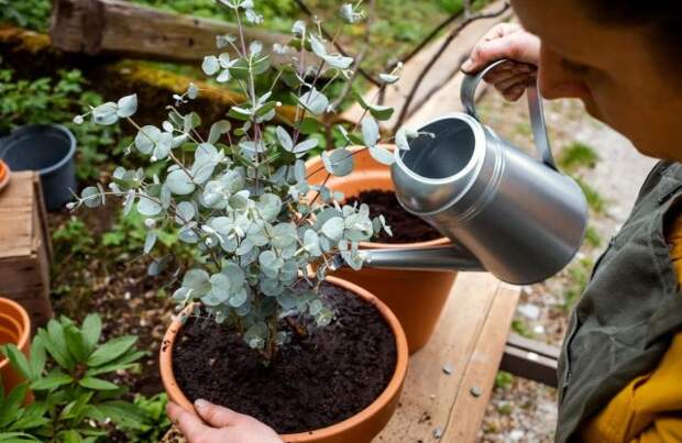 Хотя большинство садоводов не считают эвкалипт (Eucalyptus cinerea) комнатным цветком, из этого быстрорастущего растения получается красивое комнатное дерево