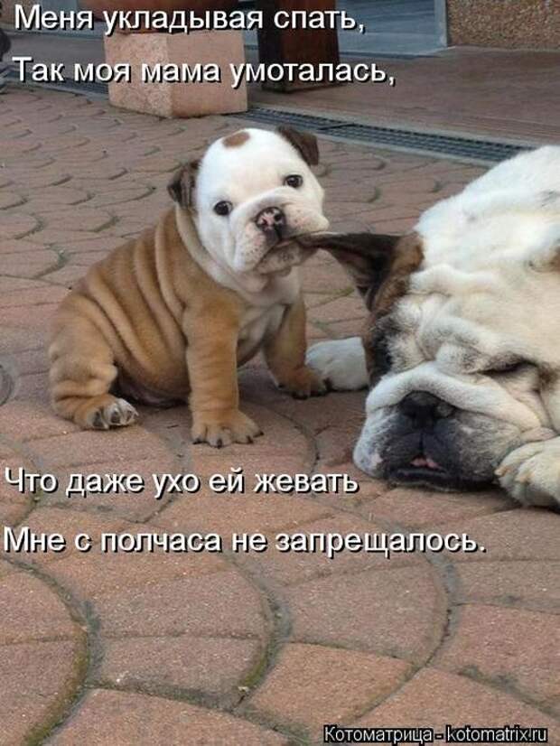 Котоматрицы (картинки с подписями)
