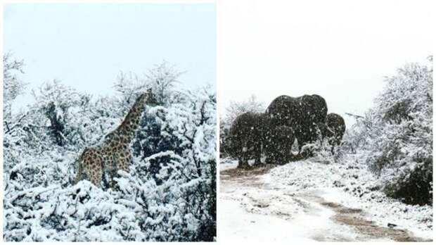 В Африке выпал снег, жирафы и слоны гуляют по белоснежному ковру
