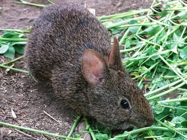 Хм, я тоже выхожу есть ночью, когда никто не видит. Получается, с вулканическим кроликом у нас больше общего, чем может показаться на первый взгляд.