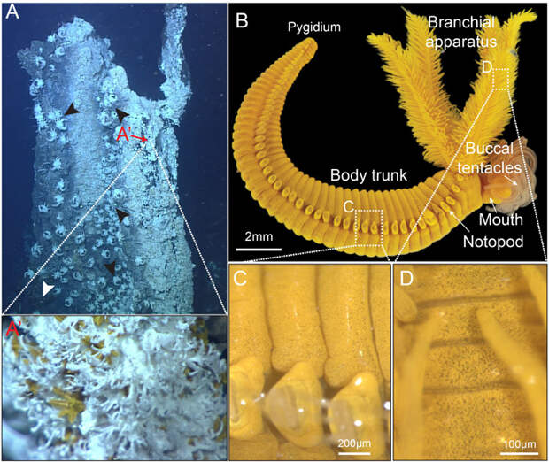 Рис. 1. Червь-альвинеллида Paralvinella hessleri