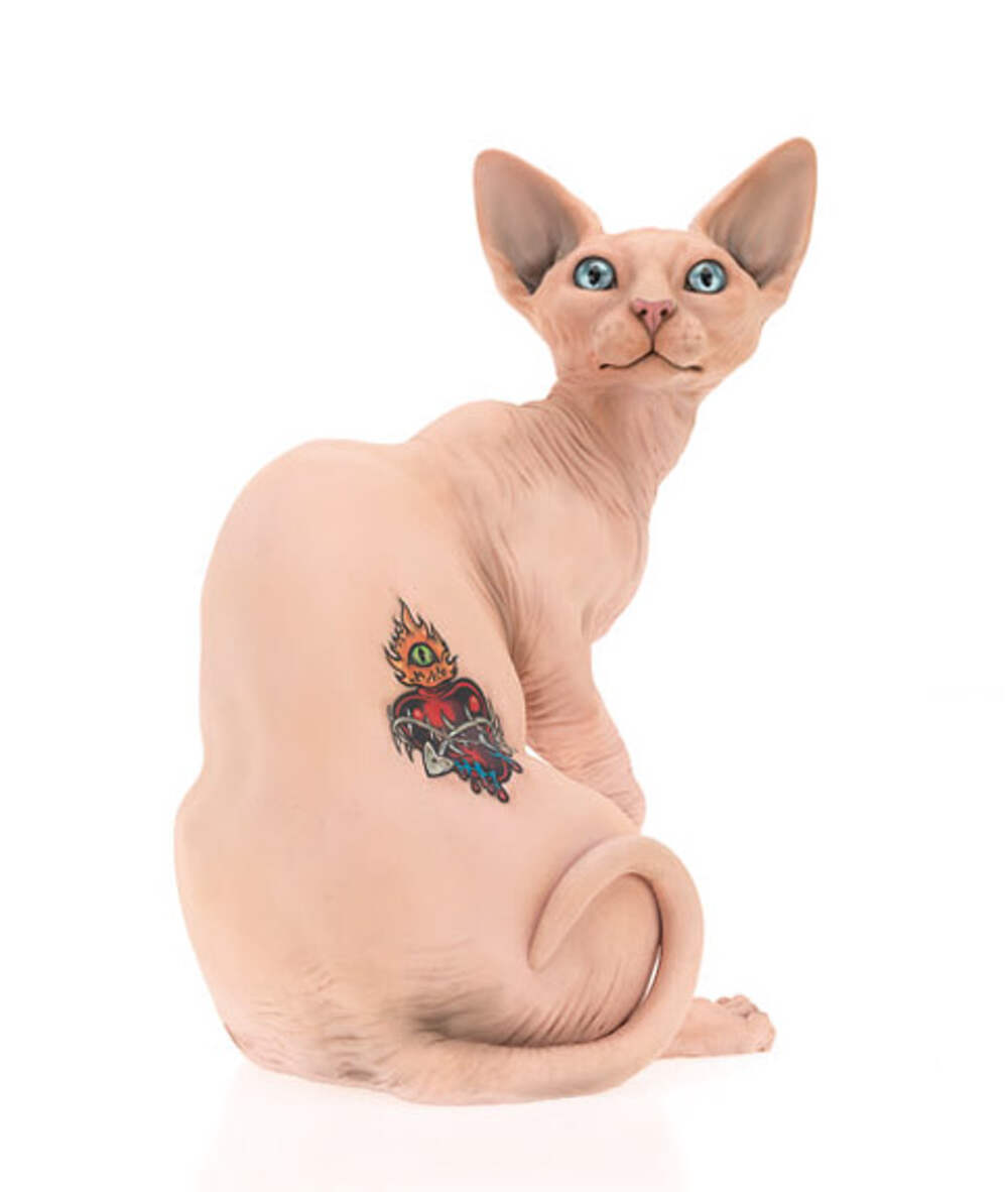 Татуированные кошки