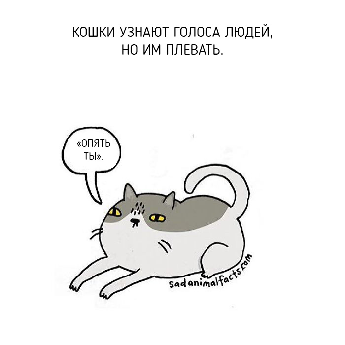 Неожиданная правда о животных от Брук Баркер