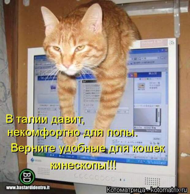 Котоматрица: В талии давит,   некомфортно для попы. Верните удобные для кошек кинескопы!!!