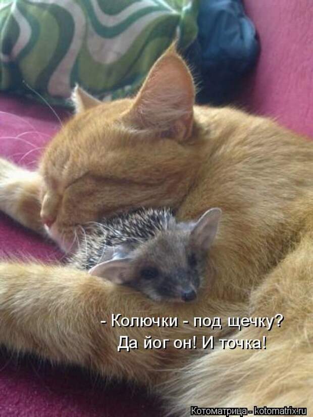 Котоматрица: - Колючки - под щечку? Да йог он! И точка!