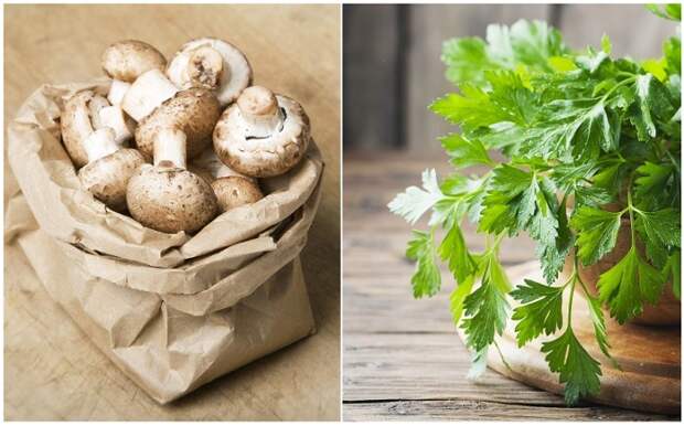 Грибы нужно хранить в бумажном пакете вместе с петрушкой Грибы нужно хранить в бумажном пакете вместе с петрушкой