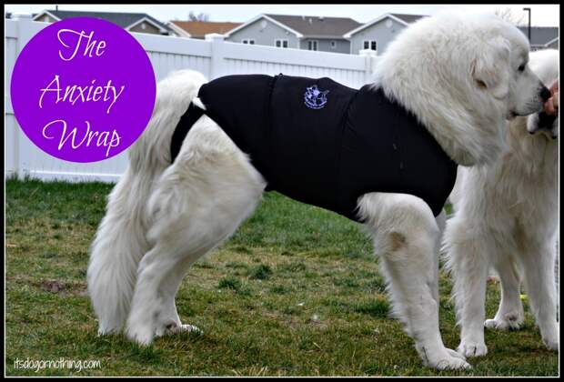 Great Pyrenees - Anxiety Wrap
