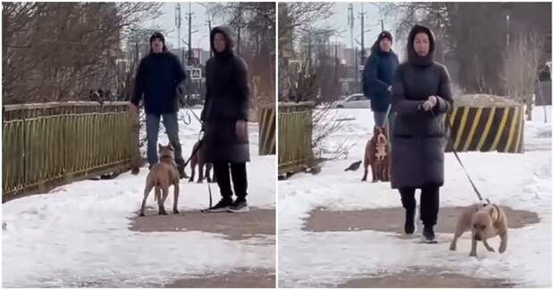 Конфликт женщины с собачниками
