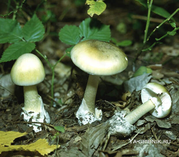 http://ya-gribnik.ru/images/blednaya-poganka/8.jpg