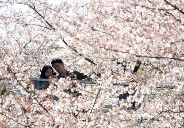 SPRING-CHERRYBLOSSOMS/JAPAN