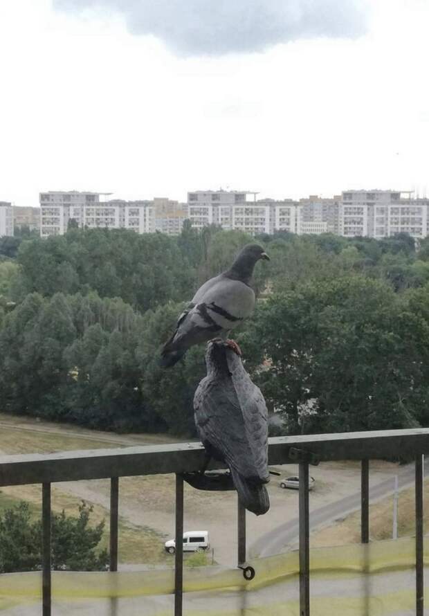 kartinok-veselyh-interesnyh-kartinki-smeshnye-kartinki-fotoprikoly