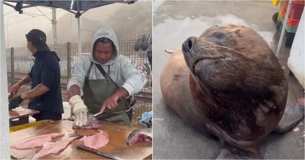 Вежливый морской лев приходит за рыбой каждый день