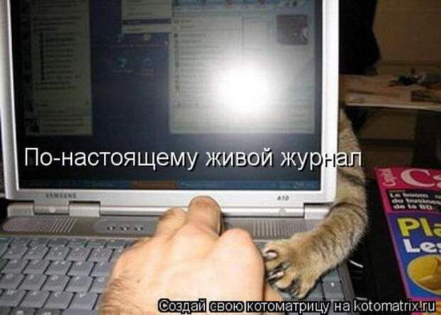 Котоматрицы (картинки с надписями)
