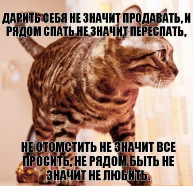 Интересные фразы с картинками о жизни и с юмором.