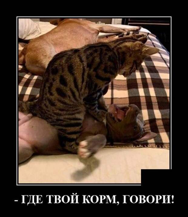 demotivatory-demotivator-smeshnye-demotivatory-demotivator-so-smyslom