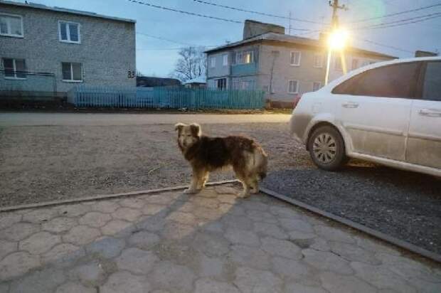 С начала года в Липецке отловили более 1000 бродячих собак