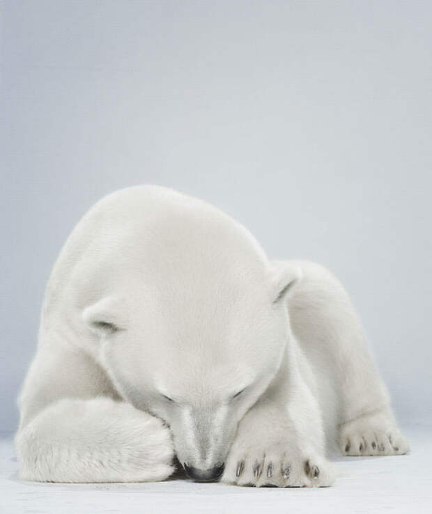 Ми-ми-мишки