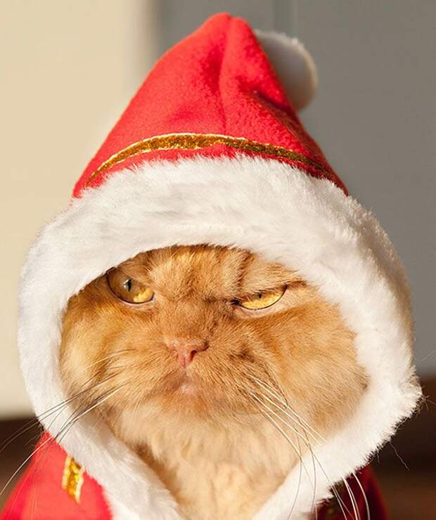 кошки, которые хотя убить своих владельцев, злые кошки