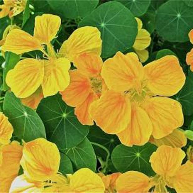 Настурция (Yellow tropaeolum)